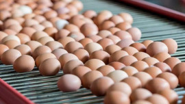 РБК: На Ставрополье производство яиц за 8 месяцев 2021 года выросло на 4% 