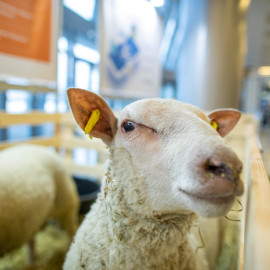 Кавказ.РФ ведет работу над проектом программы по развитию мясного овцеводства в СКФО