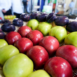 Инвестпроект «Новый сад» принесет Карачаево-Черкесии более трех тысяч тонн яблок в 2023 году