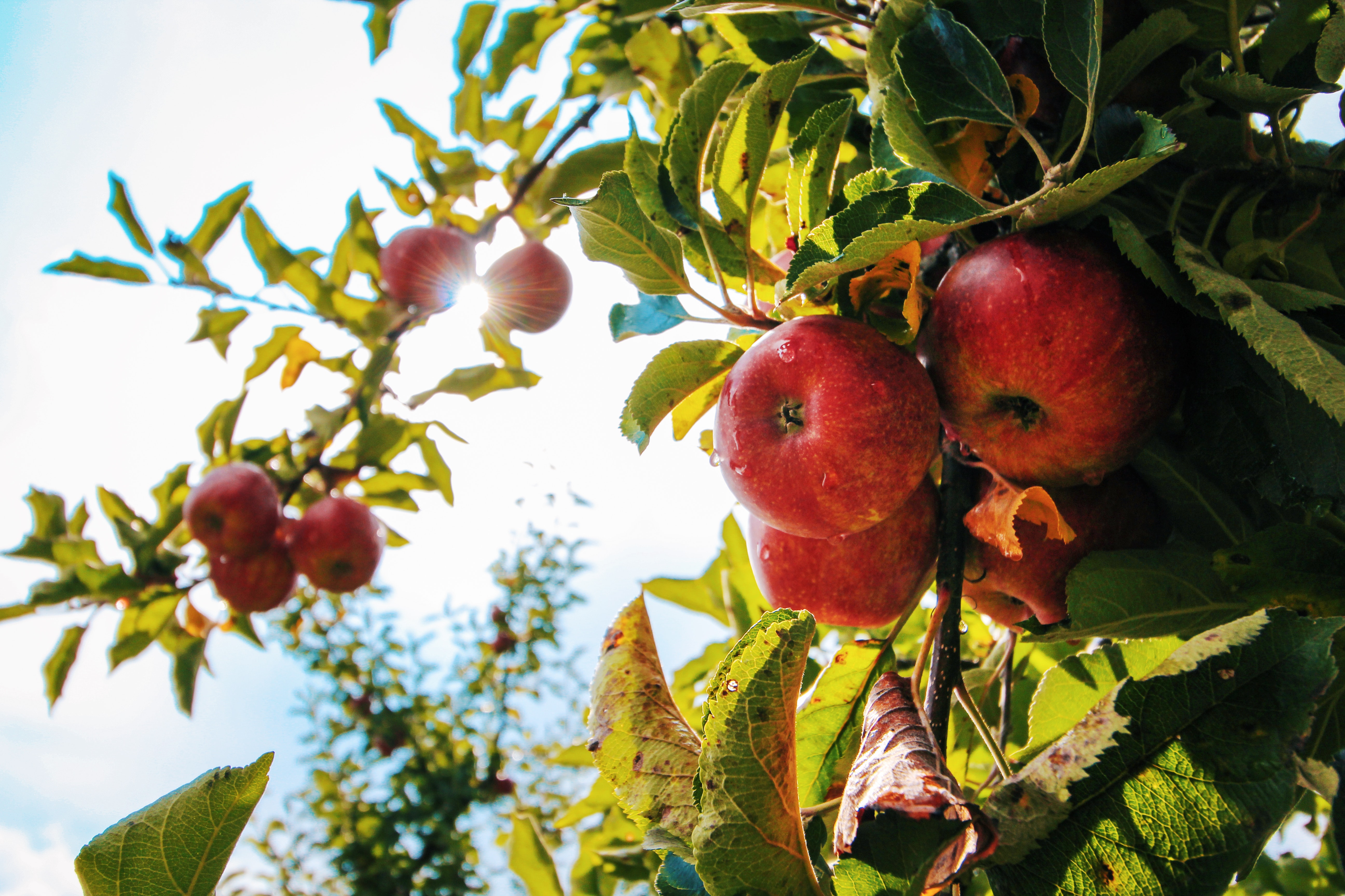 Создание яблоневого сада в Чеченской Республике и строительство плодохранилища на 2 000 тонн